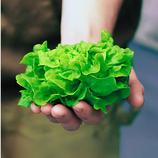Tom Thumb Heirloom Butterhead Lettuce Seeds