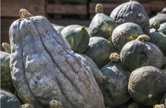 Blue Hubbard Heirloom Winter Squash Seeds