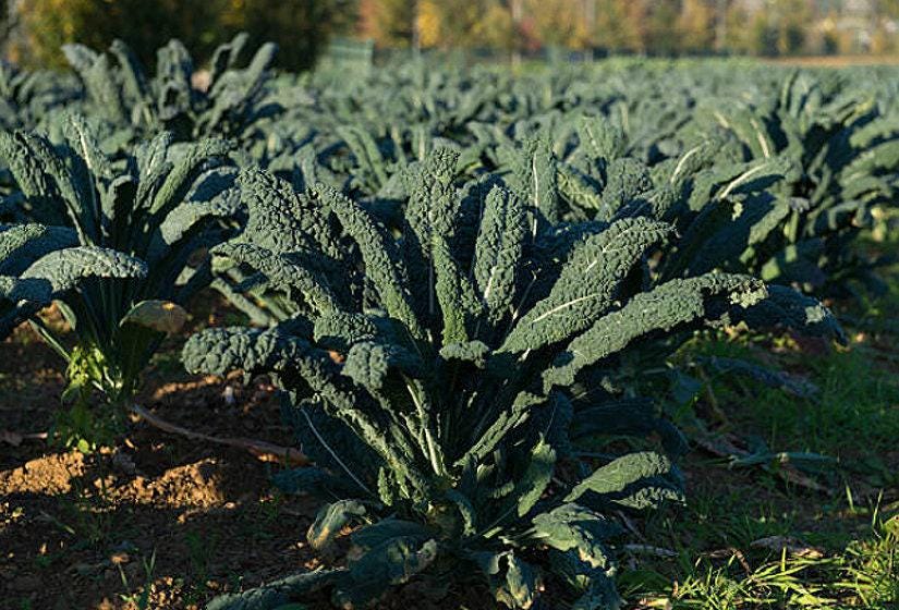 Lacinato Dinosaur Kale Heirloom Seeds
