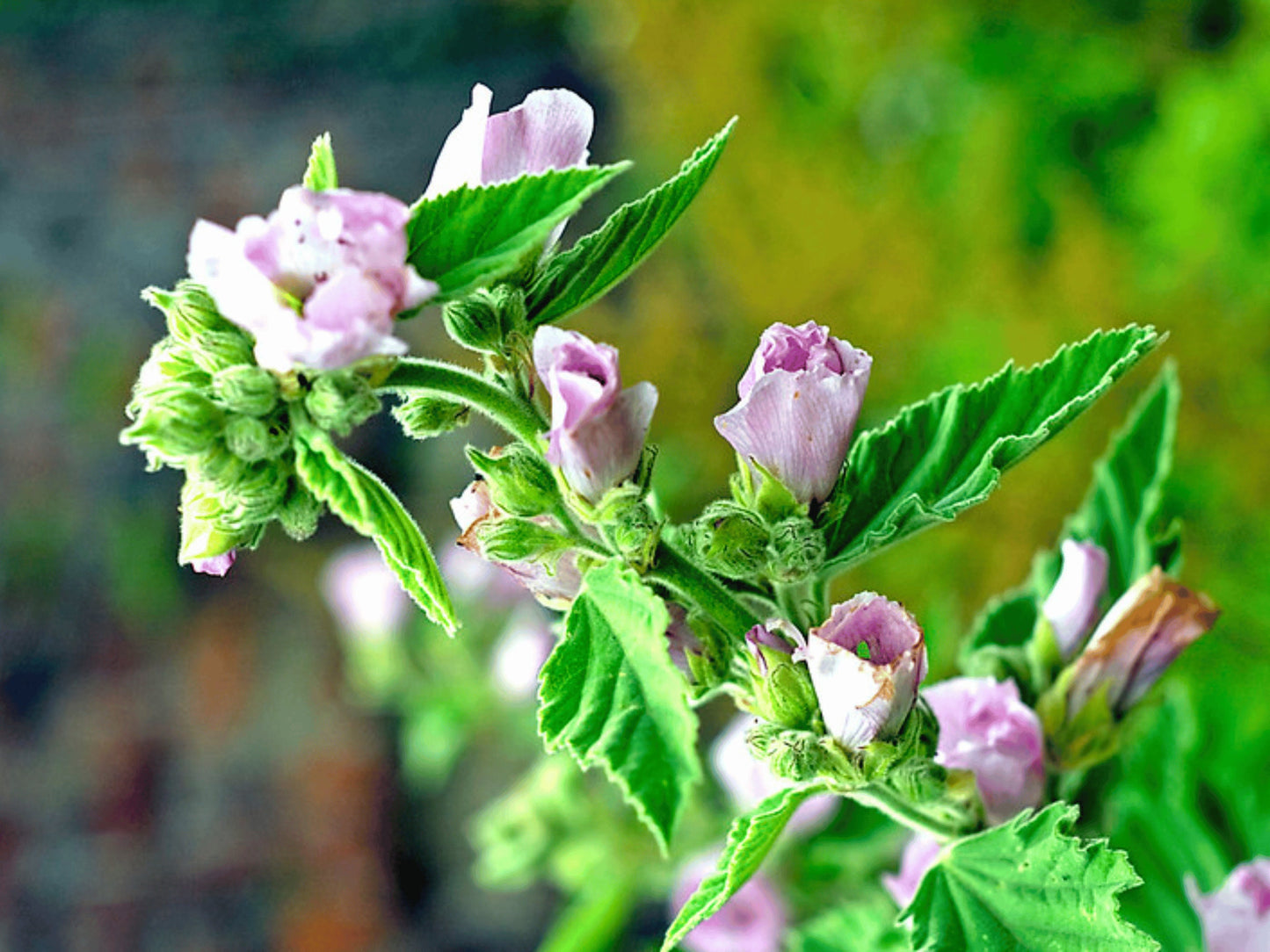 a close up of a pink flower with green leaves