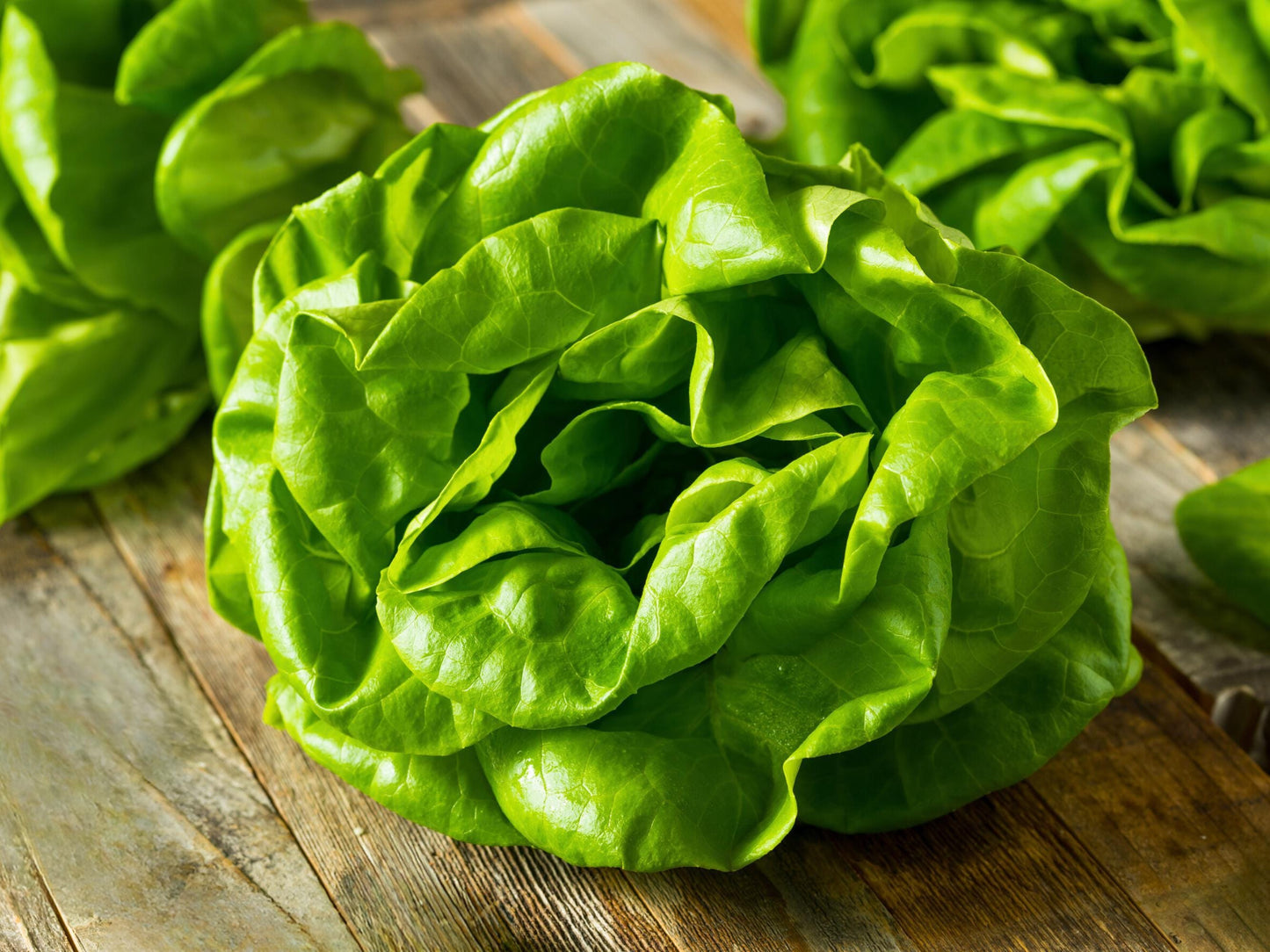 Tom Thumb Heirloom Butterhead Lettuce Seeds