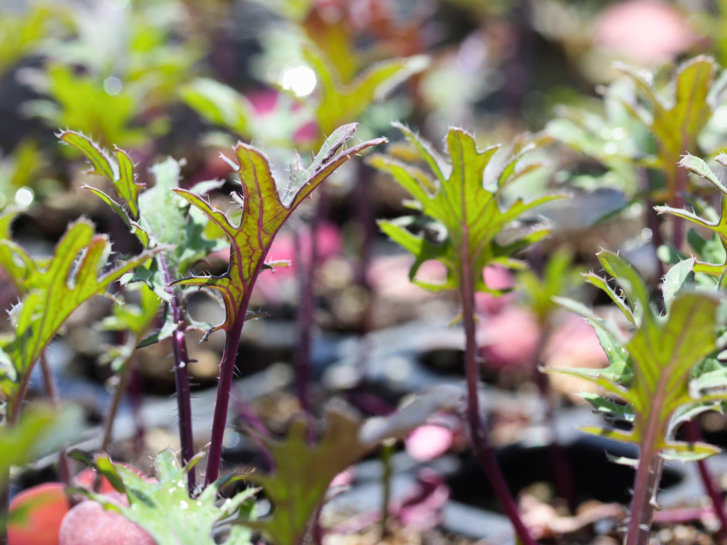 Red Russian Heirloom Kale Seeds