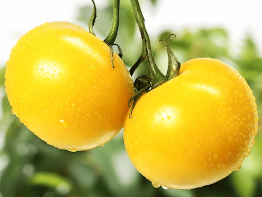 Heirloom Garden Peach Tomato Cocona Seeds