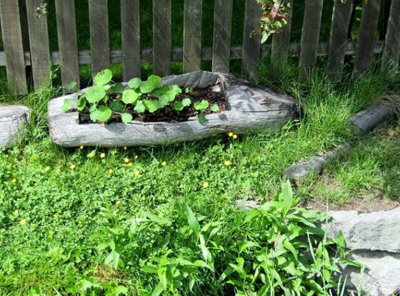 Trailing Mix Heirloom Nasturtium Seeds