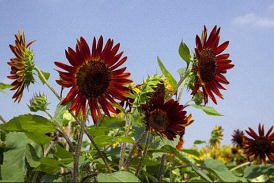 Velvet Queen Heirloom Sunflower Seeds