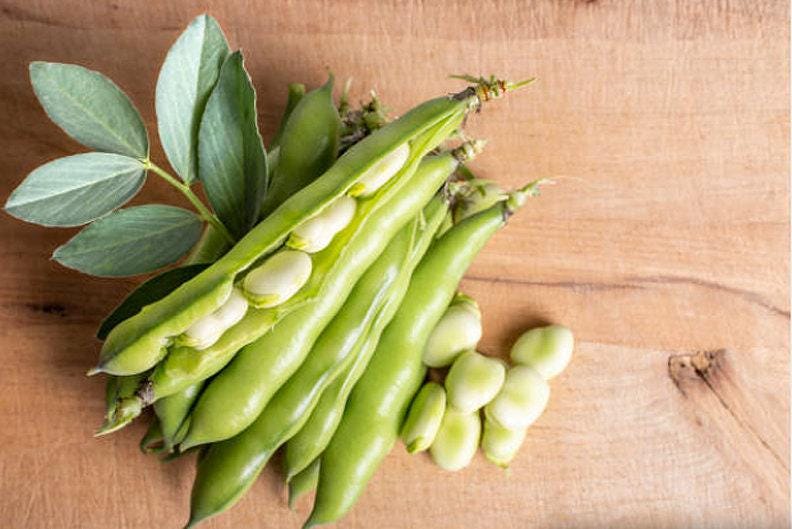 Windsor Fava Bean Heirloom Seeds