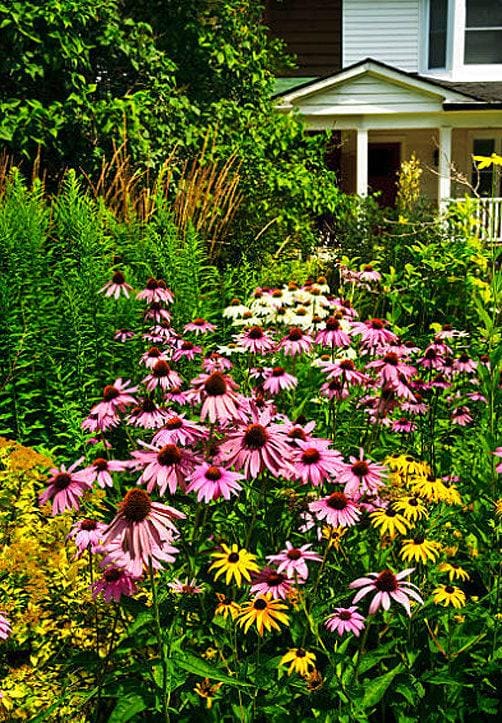 Purple Coneflower Echinacea Heirloom Seeds