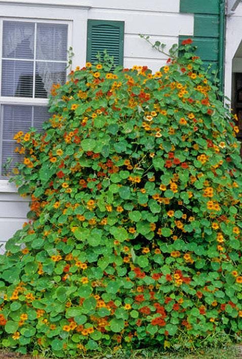 Trailing Mix Heirloom Nasturtium Seeds