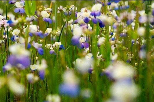 Purple Chinese Houses Heirloom Seeds