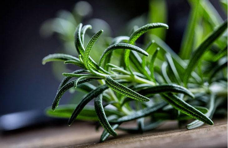 Rosemary Heirloom Seeds