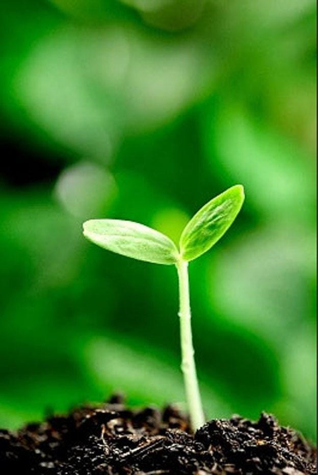 French Horticultural Half Runner Heirloom Bean Seeds