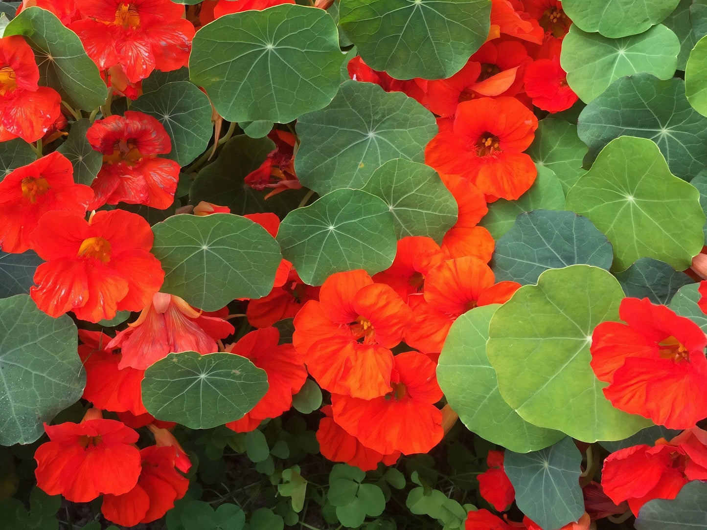 Empress of India Heirloom Nasturtium Seeds