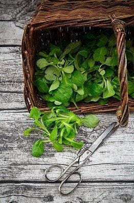 Mâche (Corn Salad) Heirloom Lettuce Seeds