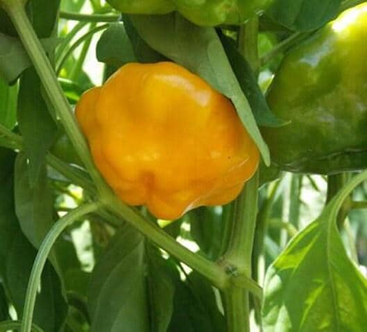 Jamaican Hot Yellow Mushroom Heirloom Hot Pepper Seeds