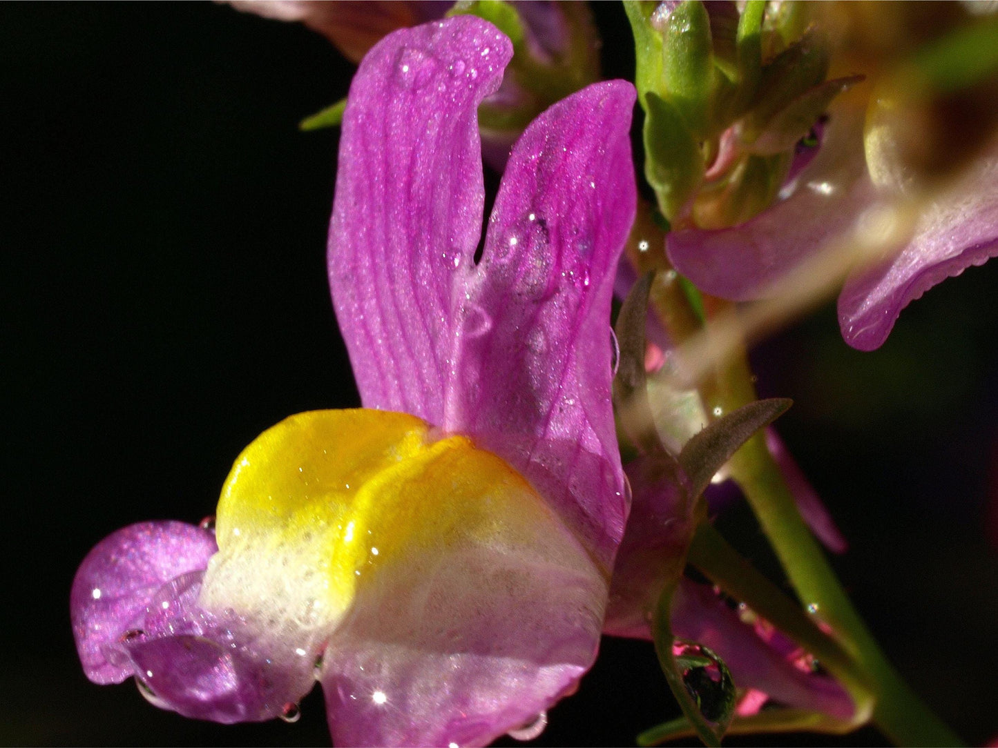 Fairy Bouquet Snapdragon (Linaria) Heirloom Seeds