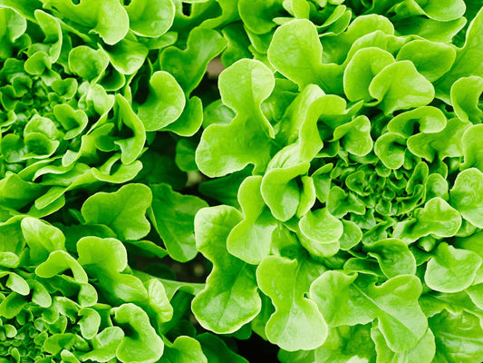 Salad Bowl Heirloom Leaf Lettuce Seeds
