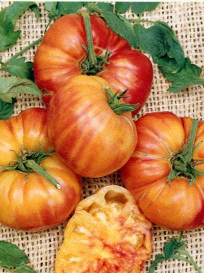 Big Rainbow Heirloom Tomato Seeds