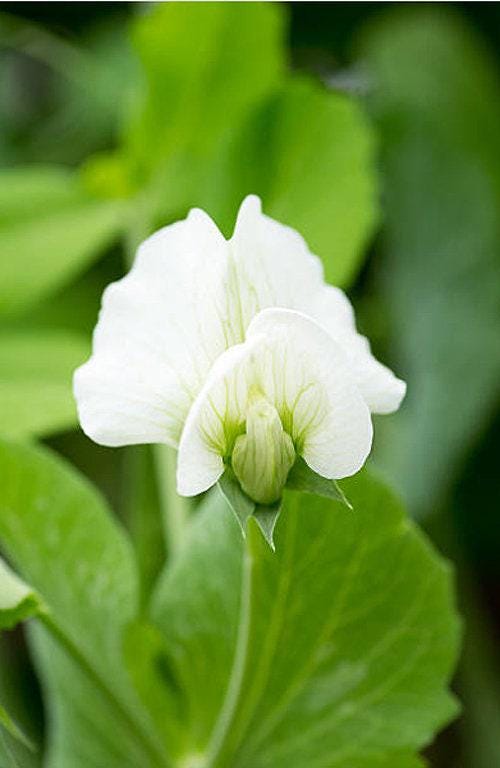 Mammoth Melting Sugar Heirloom Snow Pea Seeds