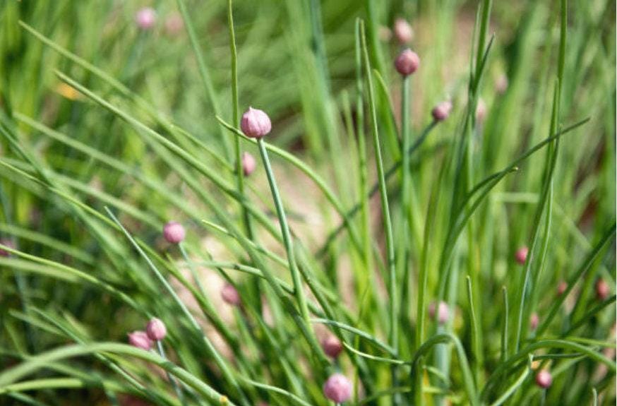 Common Chives Heirloom Seeds
