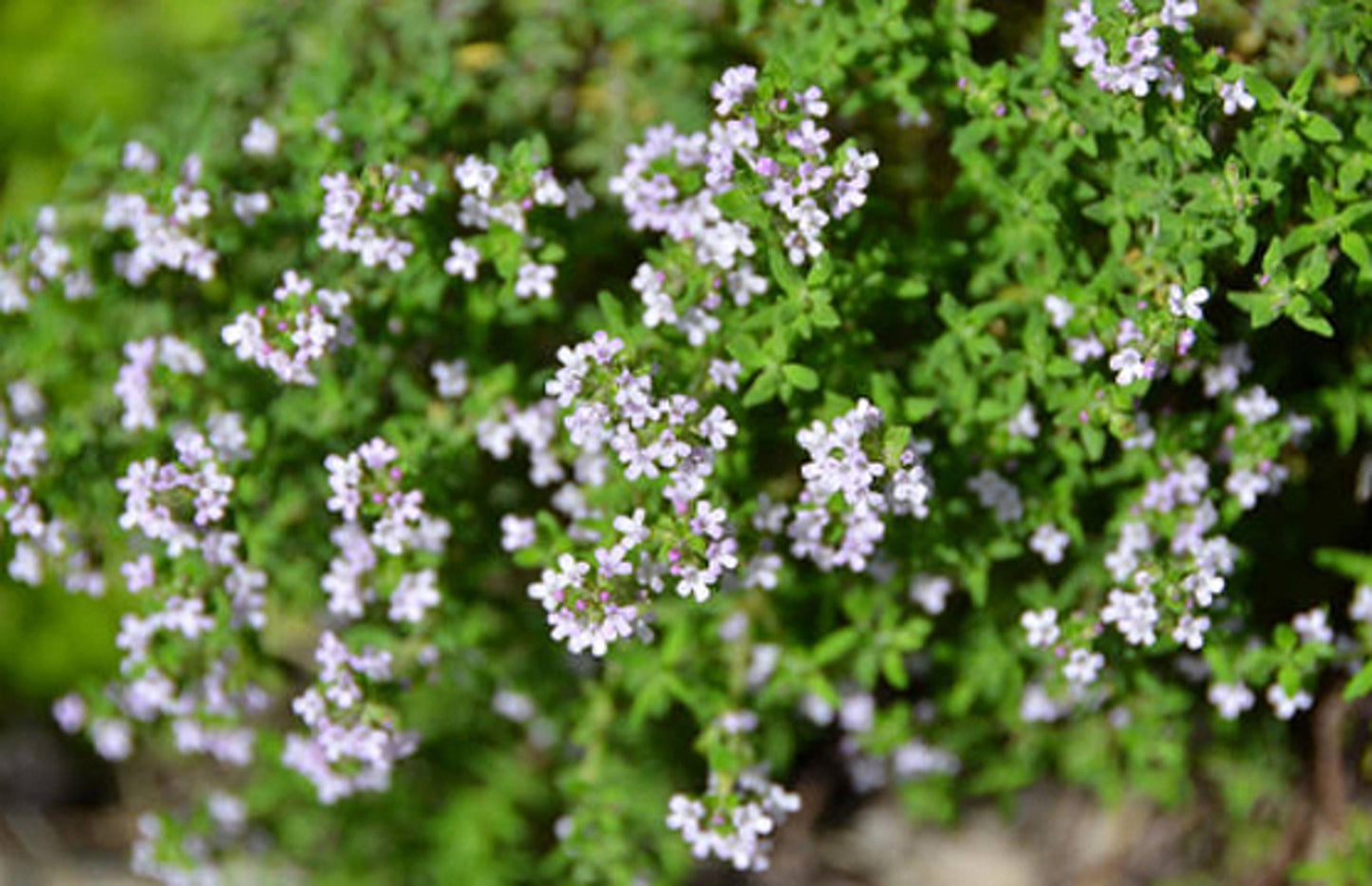 Winter Thyme Heirloom Seeds