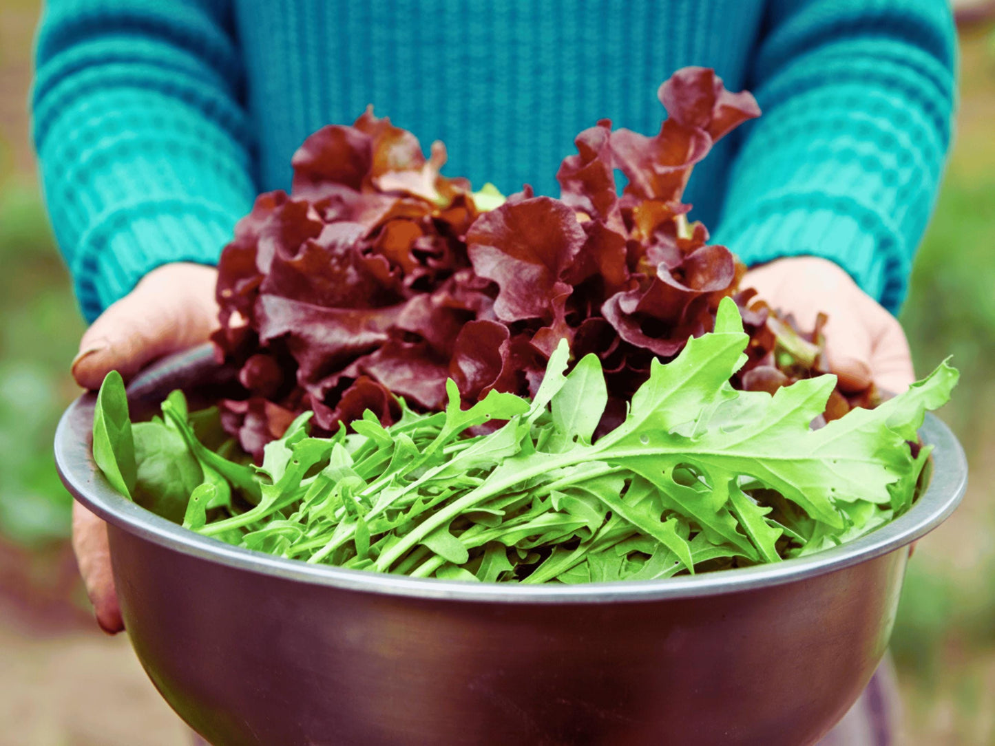A person&#39;s hands holding a bowl filled with fresh, vibrant green lettuce leaves and red lettuce leaves.