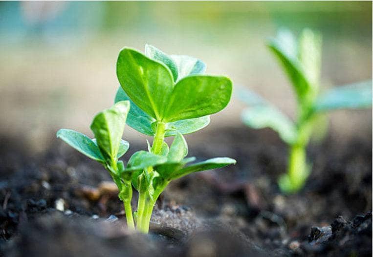 Jackson Wonder Heirloom Butterbean Bush Lima Bean Seeds