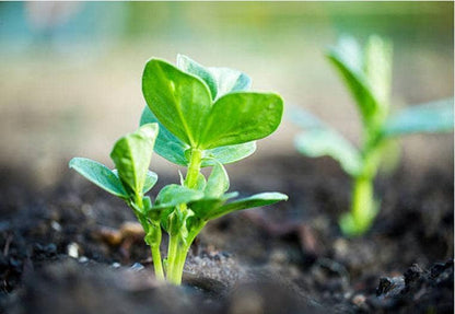 Jackson Wonder Heirloom Butterbean Bush Lima Bean Seeds