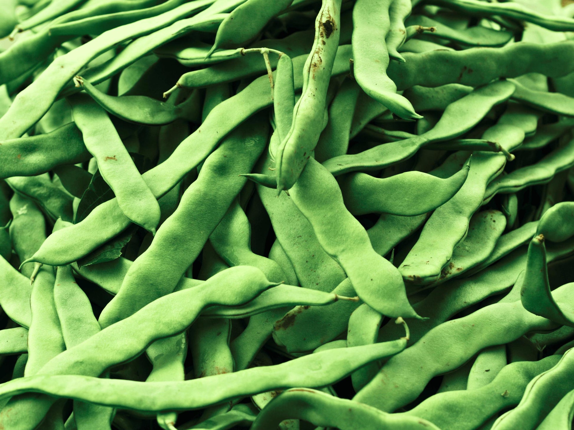 A close-up image of a pile of fresh green beans, with their long, slender pods visible.