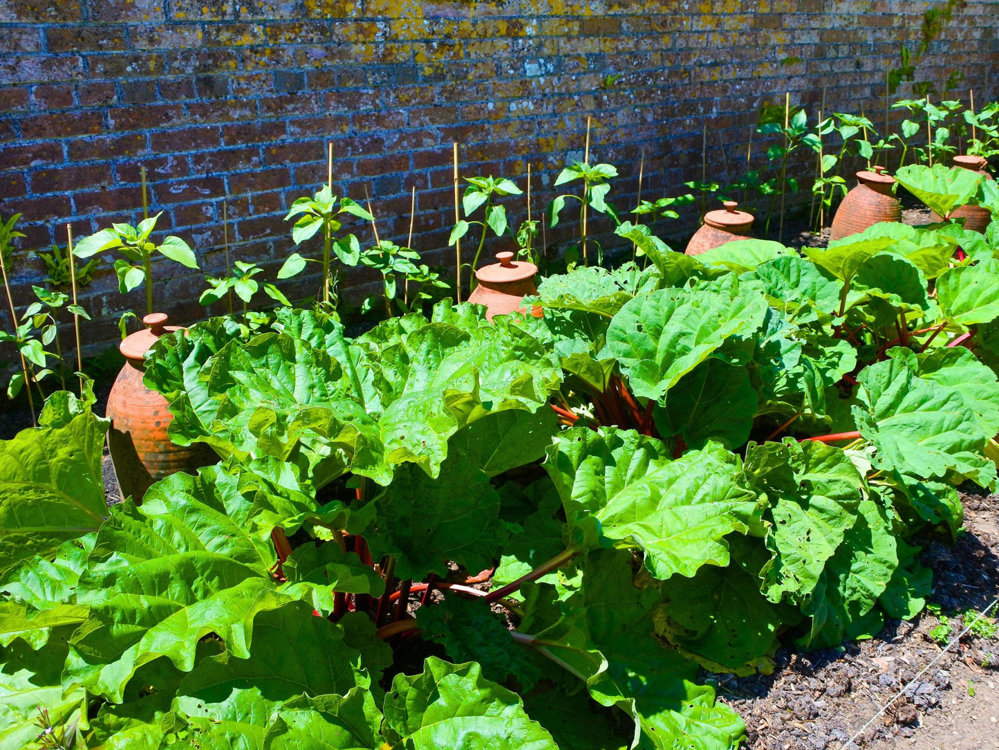 Glaskins Perpetual Heirloom Rhubarb Seeds