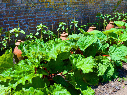 Glaskins Perpetual Heirloom Rhubarb Seeds