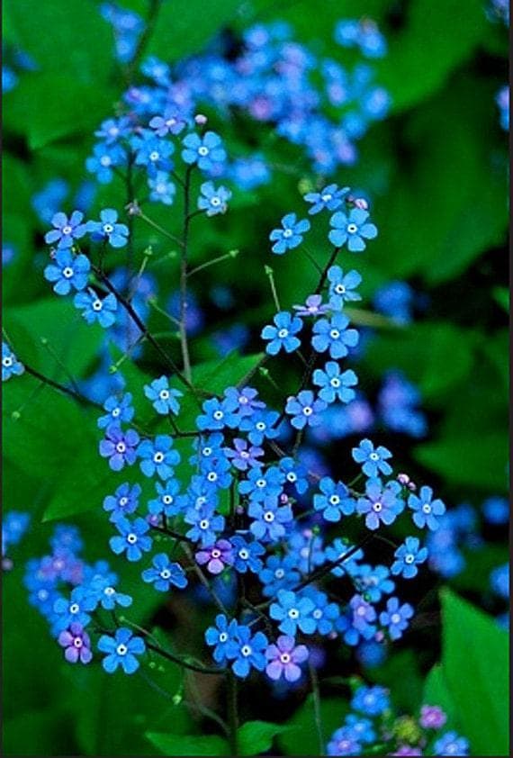 forget me not seed to flower time Forget-Me-Nots Seeds