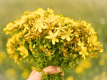 St. John’s Wort Heirloom Seeds