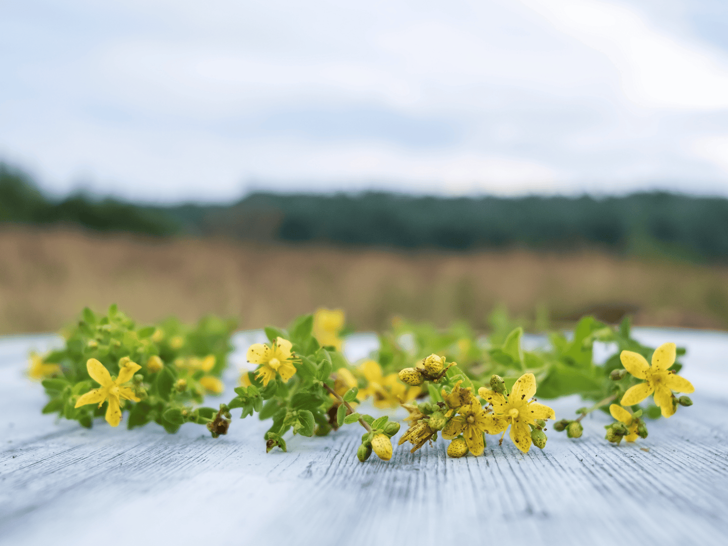 St. John’s Wort Heirloom Seeds