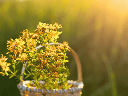 St. John’s Wort Heirloom Seeds