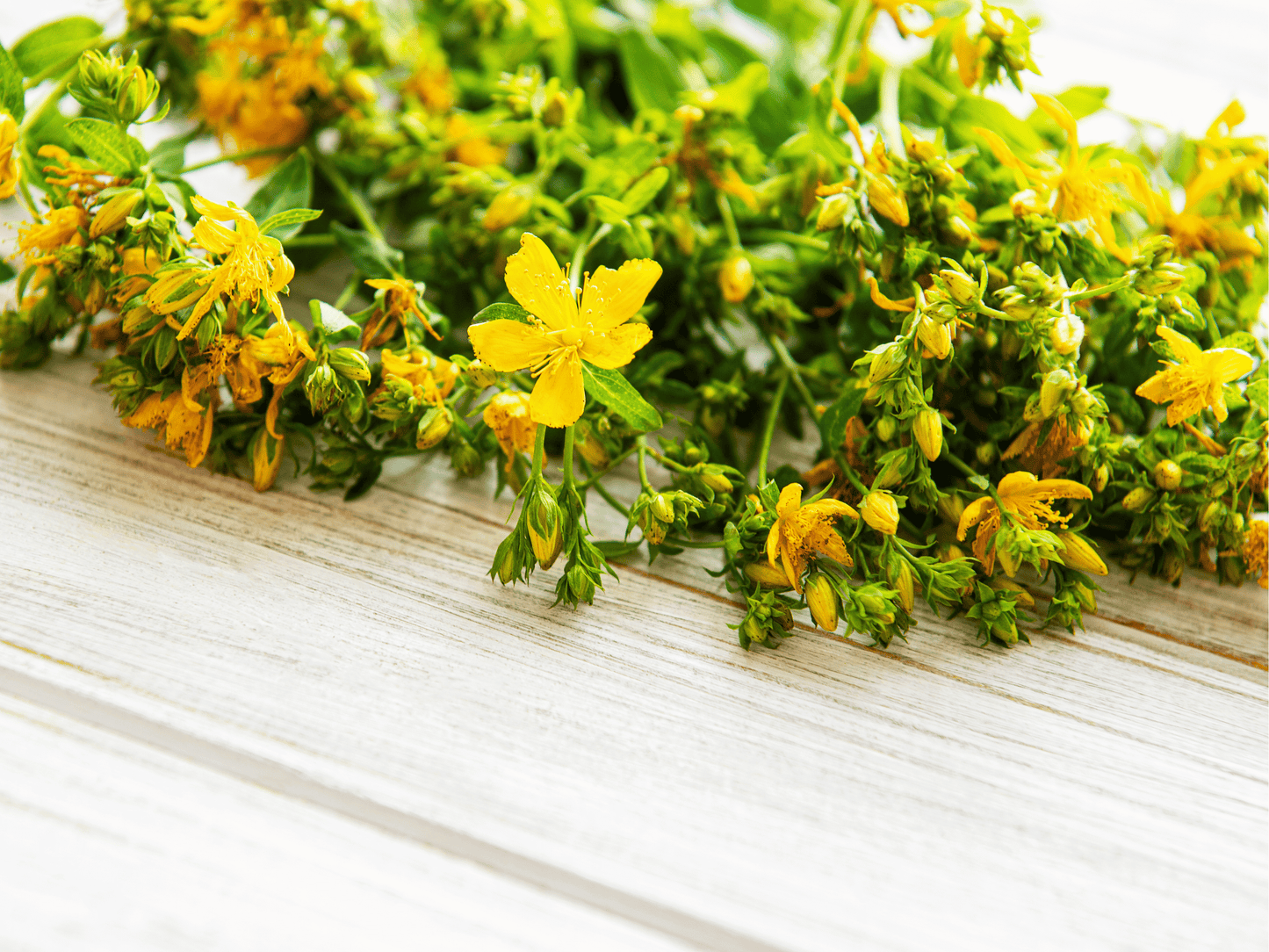 St. John’s Wort Heirloom Seeds
