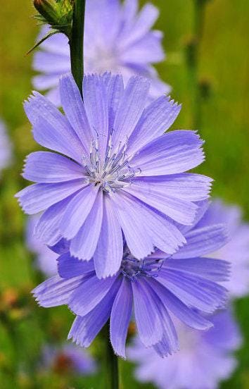 Chicory Heirloom Seeds - Nimble NiteCap Heirloom Seed Co