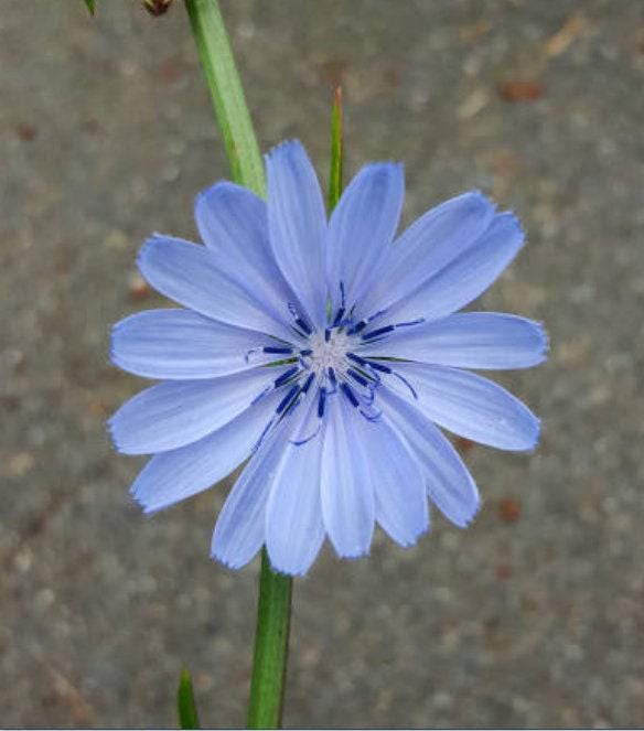 Chicory Heirloom Seeds - Nimble NiteCap Heirloom Seed Co