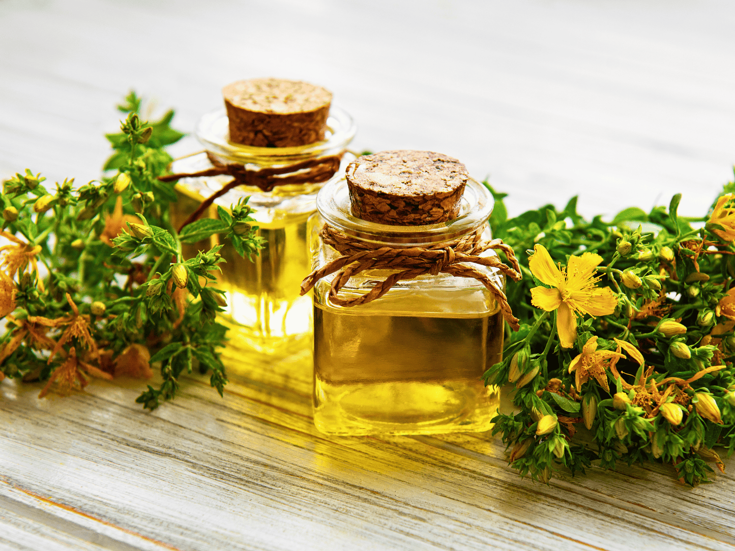 St. John’s Wort Heirloom Seeds