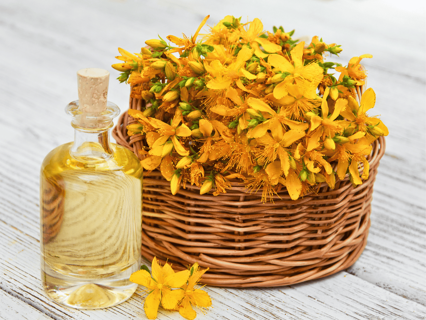 St. John’s Wort Heirloom Seeds