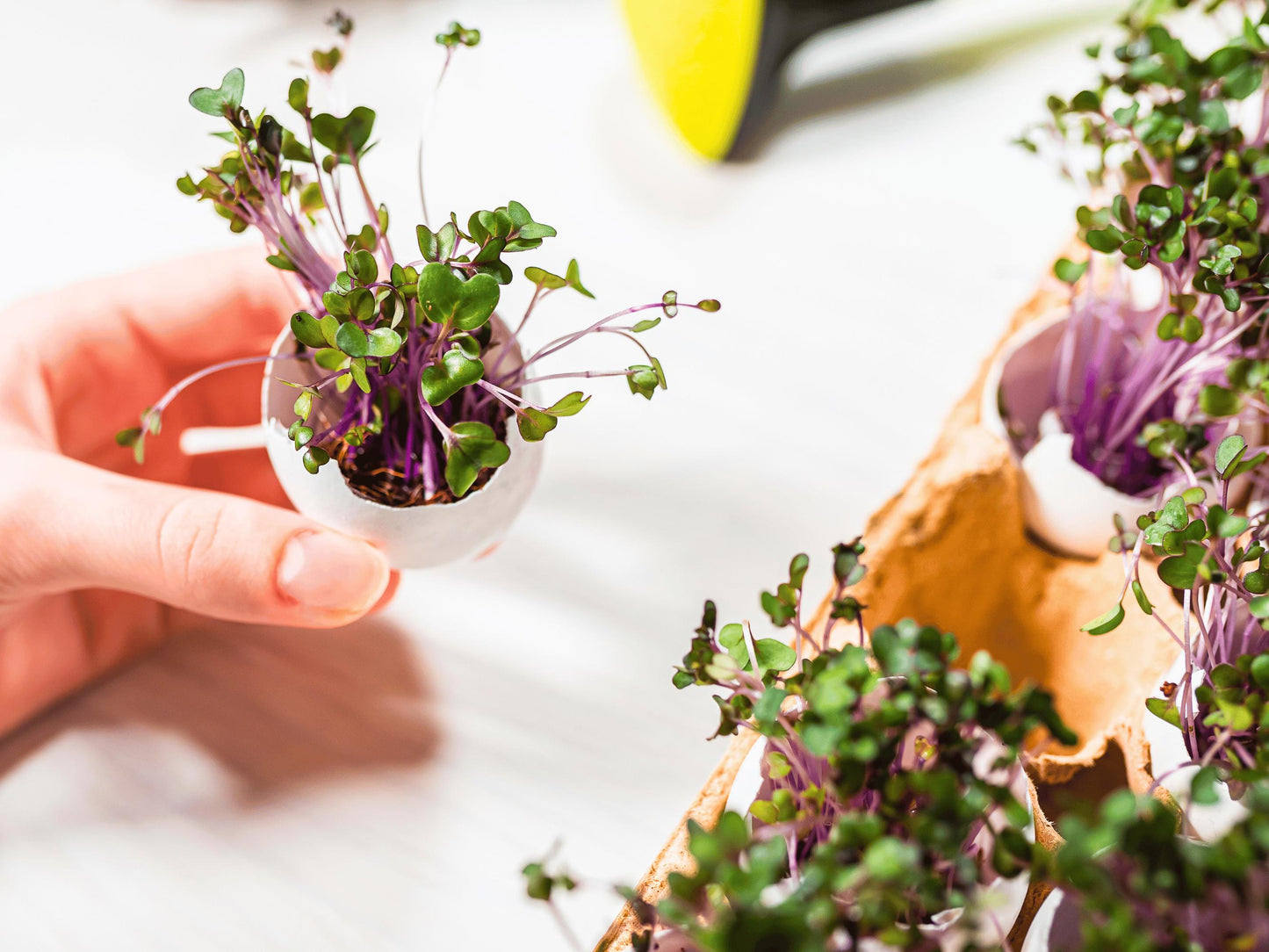 A hand holding a small potted plant with green leaves and purple stems, placed on a white surface.