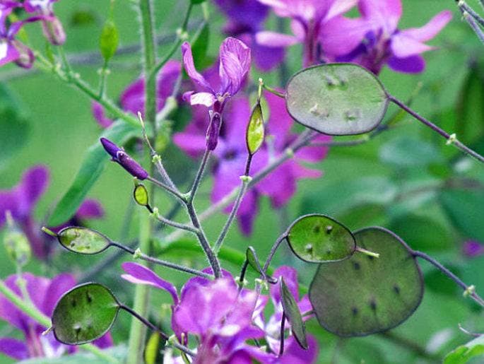 money tree seed pods Honesty Money Plant Seeds