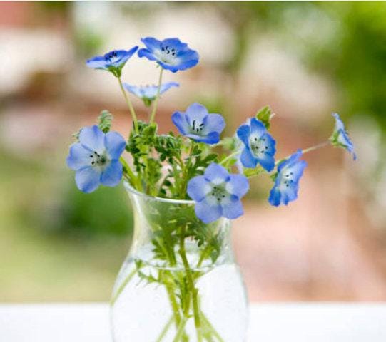 pale blue flower seeds fire emblem Baby Blue Eyes Seeds