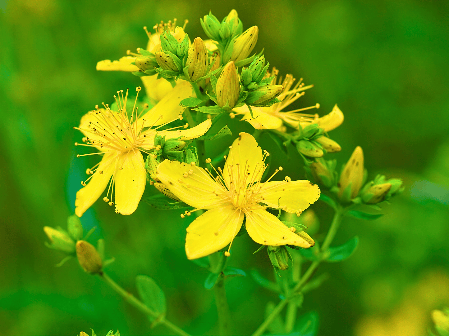 St. John’s Wort Heirloom Seeds