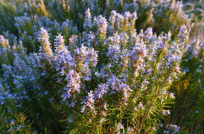 Rosemary Heirloom Seeds - Nimble NiteCap Heirloom Seed Co