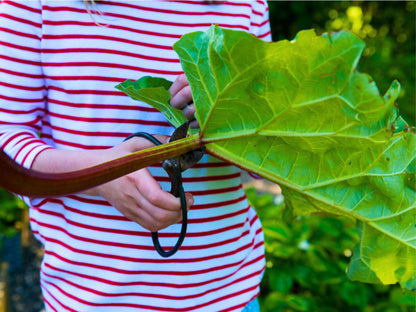 Glaskins Perpetual Heirloom Rhubarb Seeds