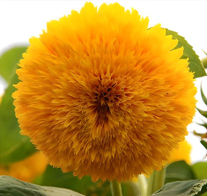 Teddy Bear Heirloom Sunflower Seeds
