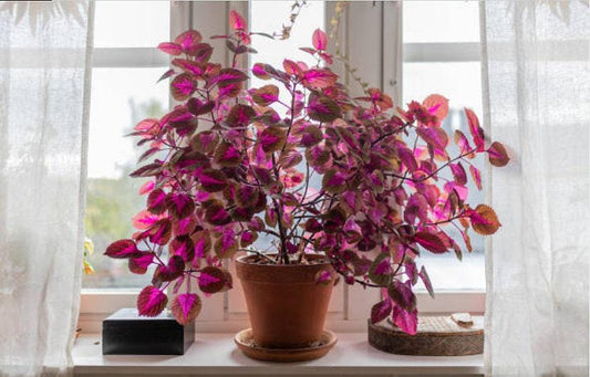 Rainbow Blend Coleus Heirloom Seeds