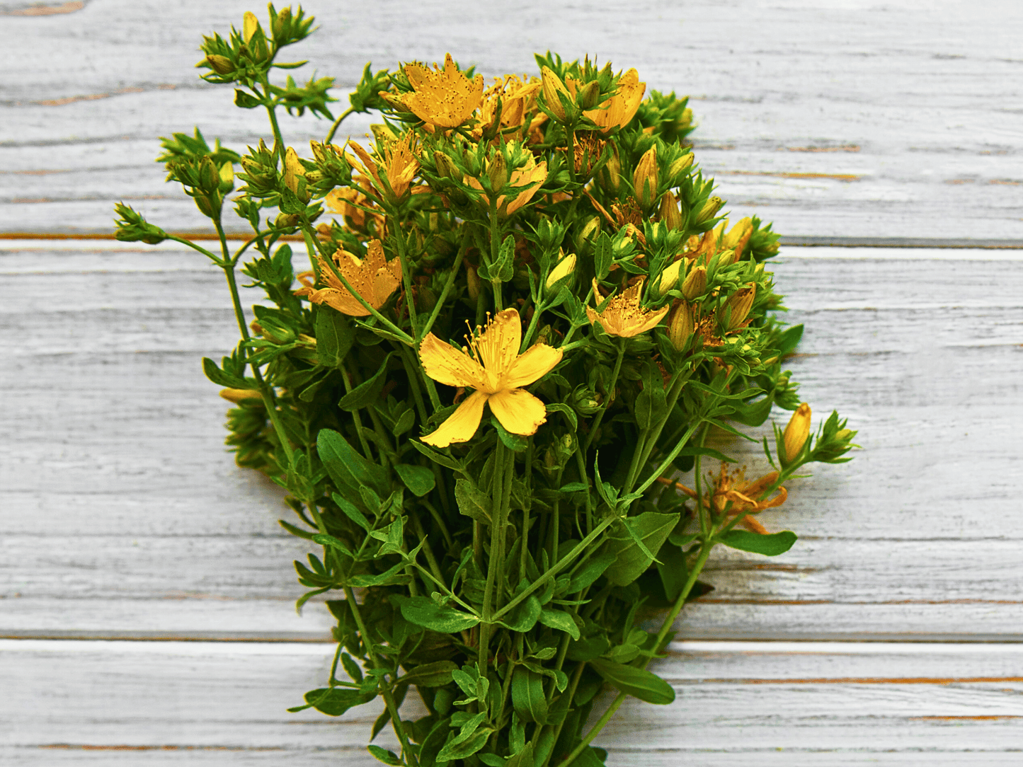 St. John’s Wort Heirloom Seeds