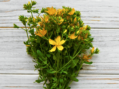 St. John’s Wort Heirloom Seeds