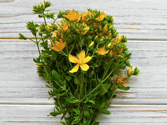 St. John’s Wort Heirloom Seeds